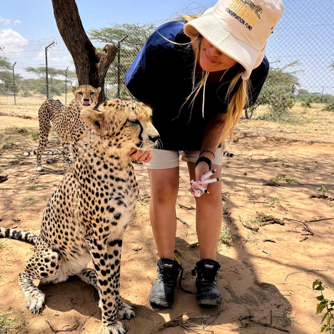 Cheetah conservation efforts: A mission for all to embrace