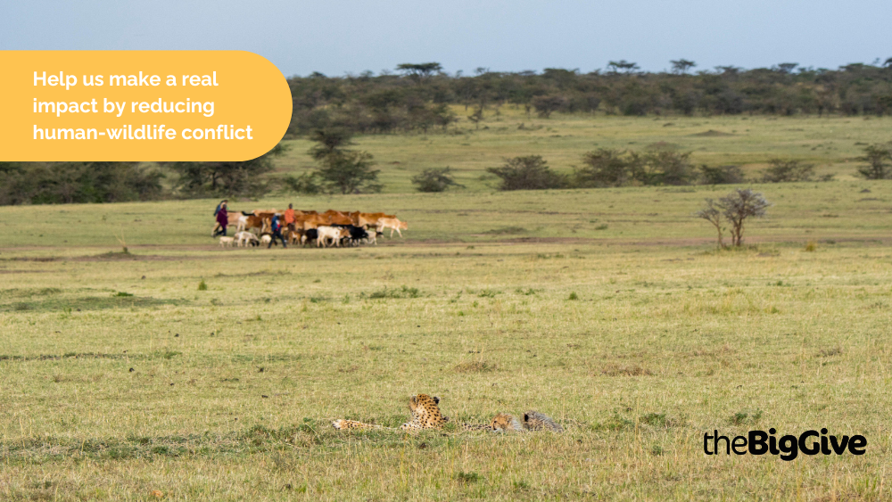 From conflict to coexistence: Supporting Namibian farmers and cheetahs