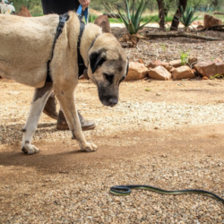 Snake training with livestock guardian dogs in Namibia