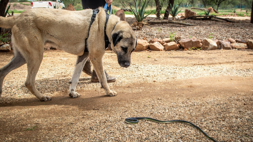 Working Animals Day: Snake Aversion Training for Livestock Dogs