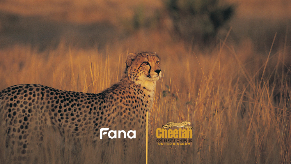 Swipe for change: Fana’s partnership with Cheetah Conservation Fund UK