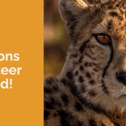 volunteer needed at cheetah conservation fund