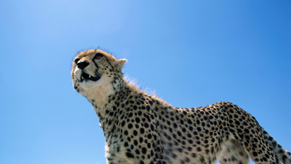 Racing against extinction: The fight to save the Asiatic Cheetah