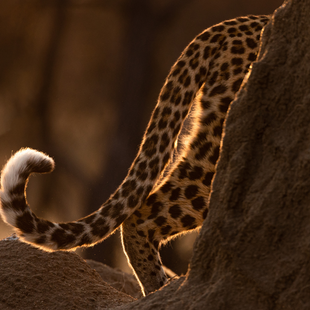 Cheetah tail