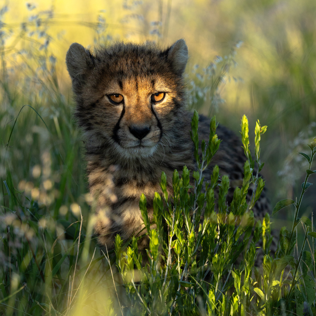 cheetah cub