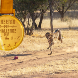 cheetah running