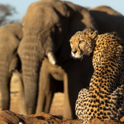 Cheetah and Elephant