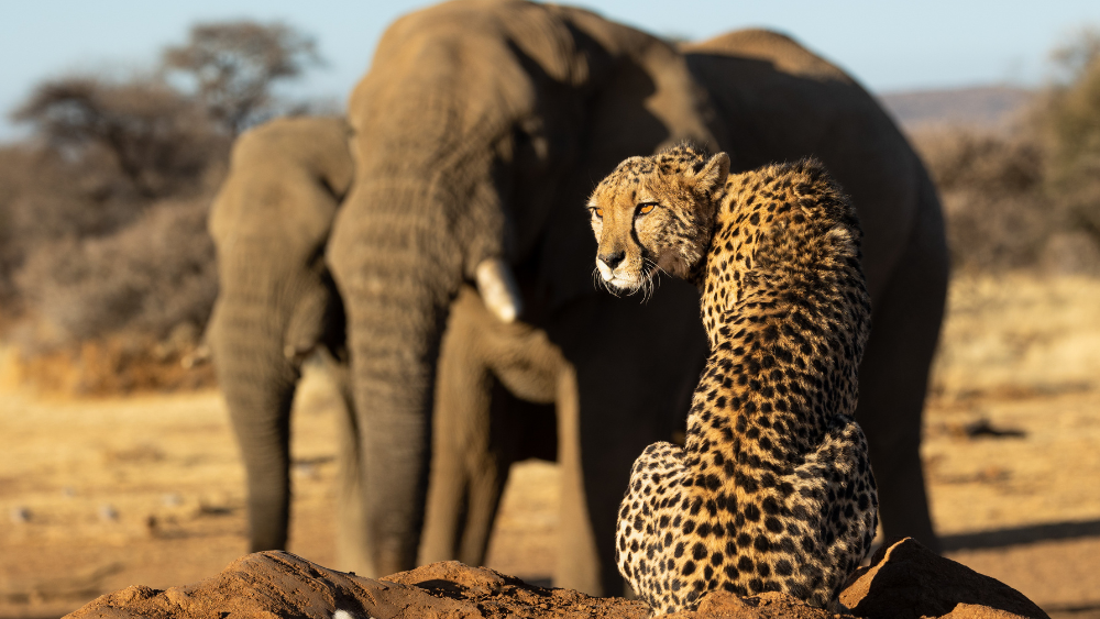 Wildlife Photographer of the Month: Carel Steenkamp