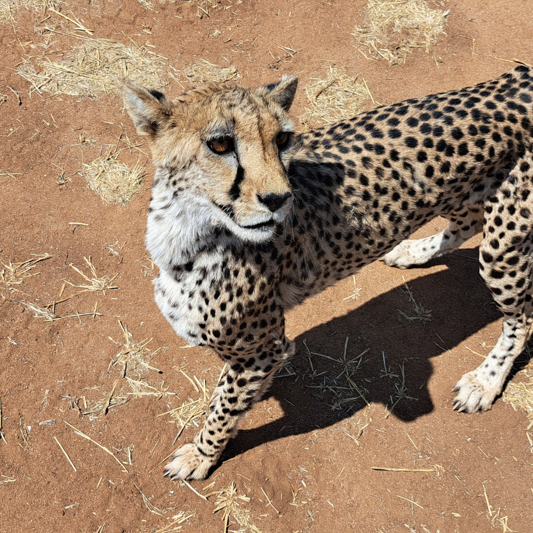 Cheetah in Somaliland