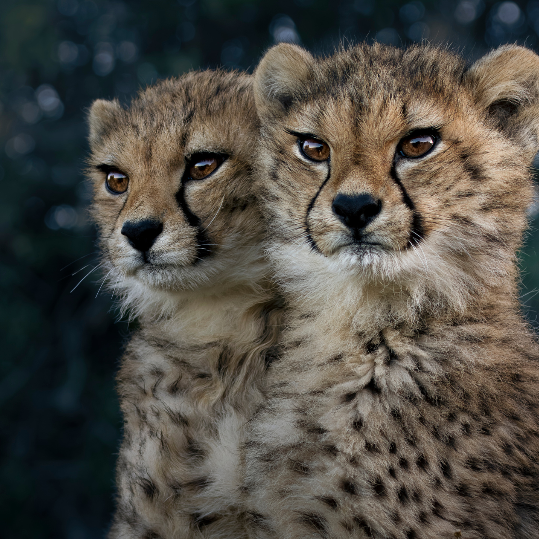 cheetah cubs