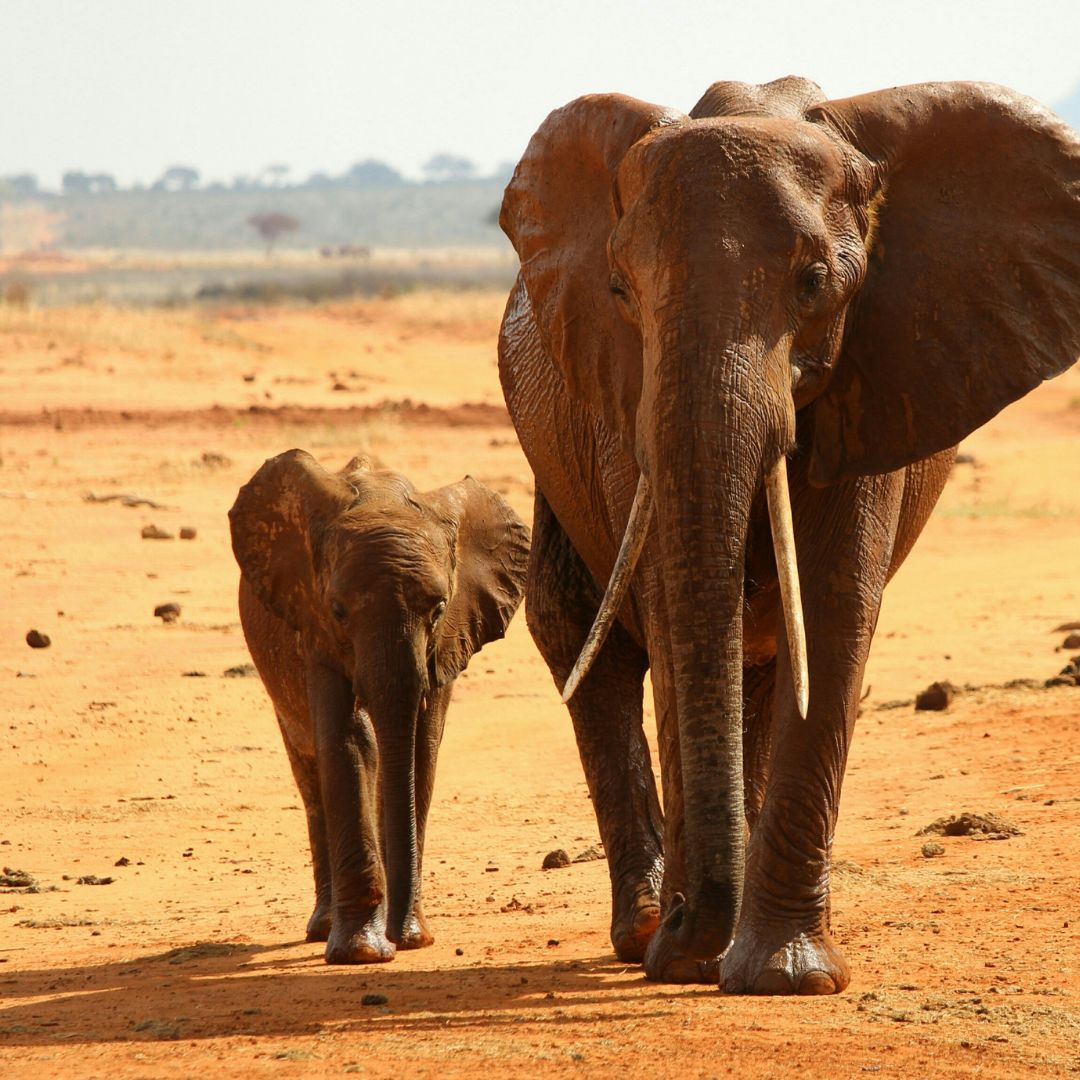 Elephants in Africa