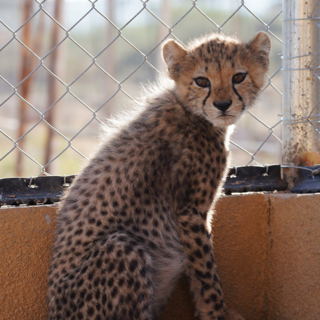 Cheetah Cub in Somaliland Africa