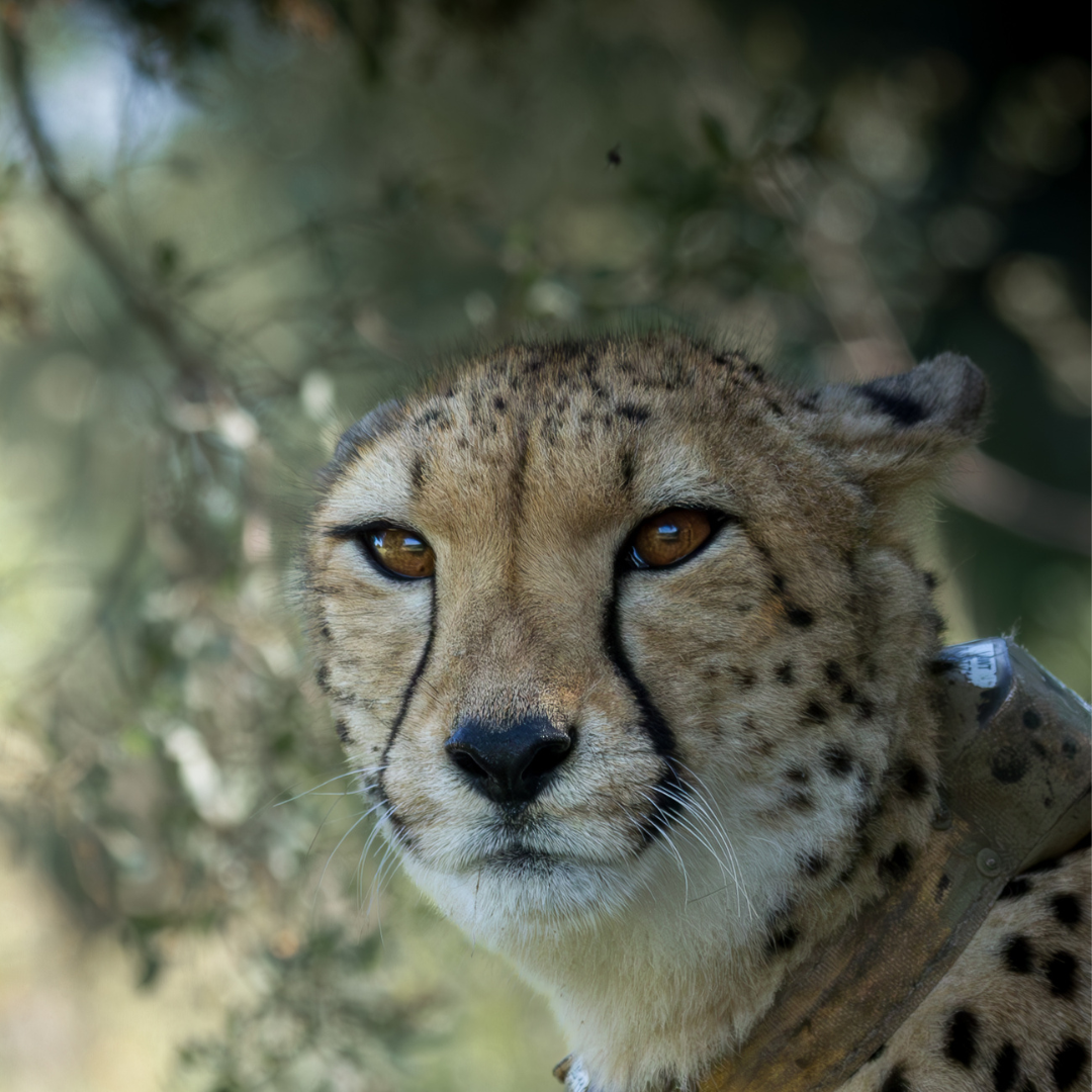 cheetah