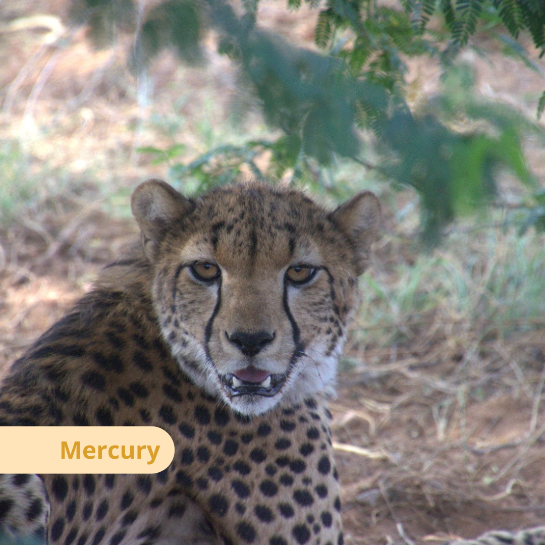 Young cheetah from the Bandit Group playing in a natural enclosure at the Cheetah Rescue and Conservation Centre