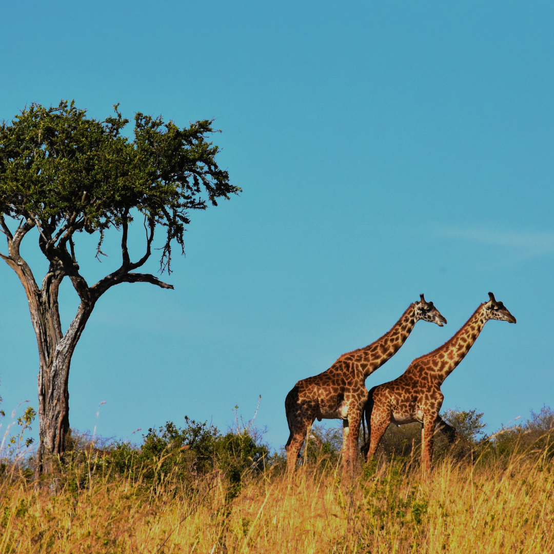 Giraffes in Africa