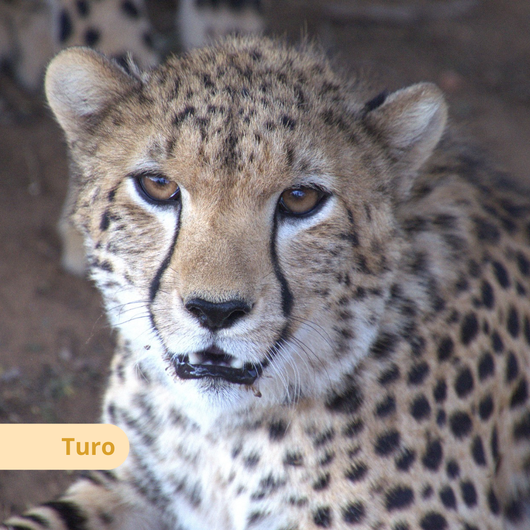 Young cheetah from the Bandit Group playing in a natural enclosure at the Cheetah Rescue and Conservation Centre