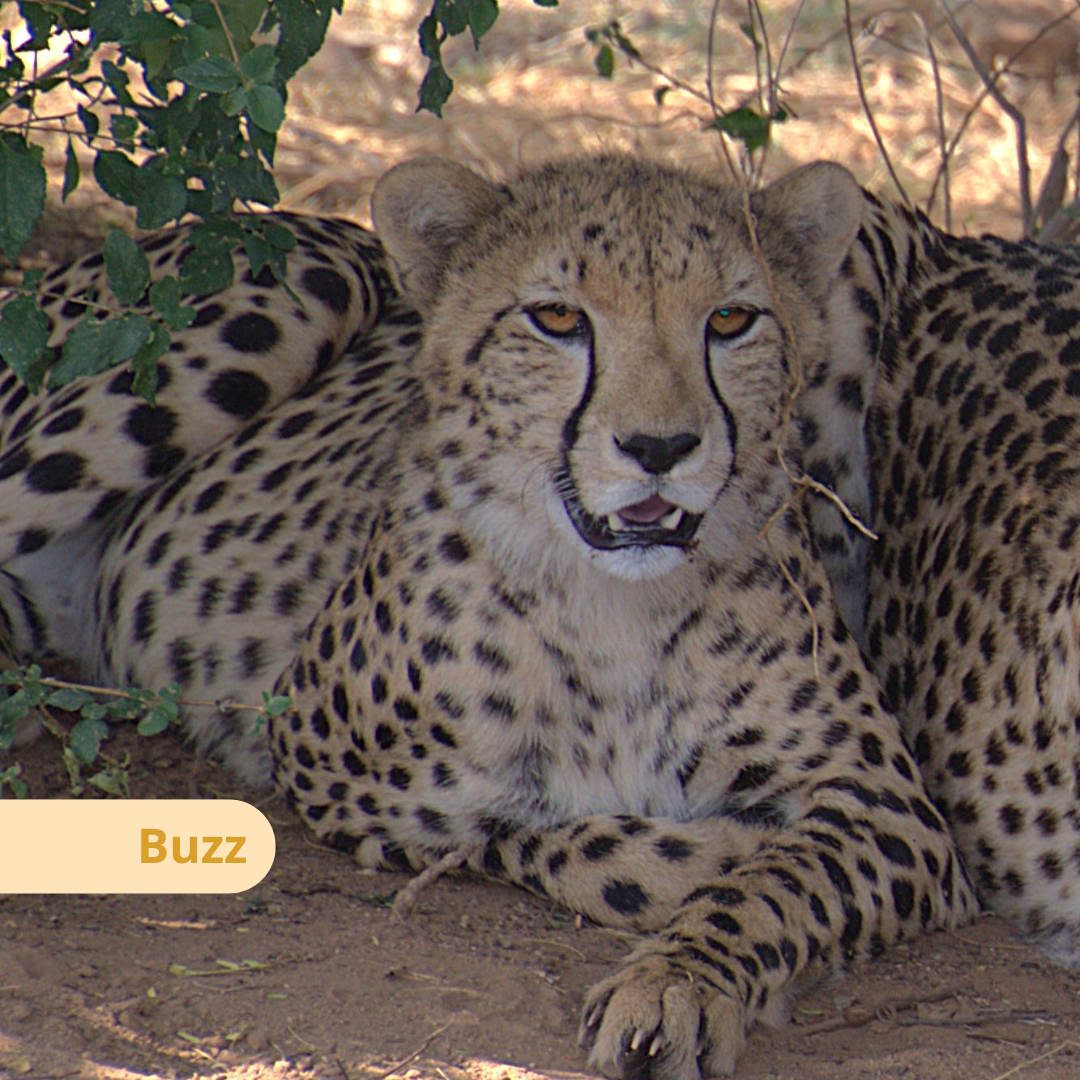 Young cheetah from the Bandit Group playing in a natural enclosure at the Cheetah Rescue and Conservation Centre