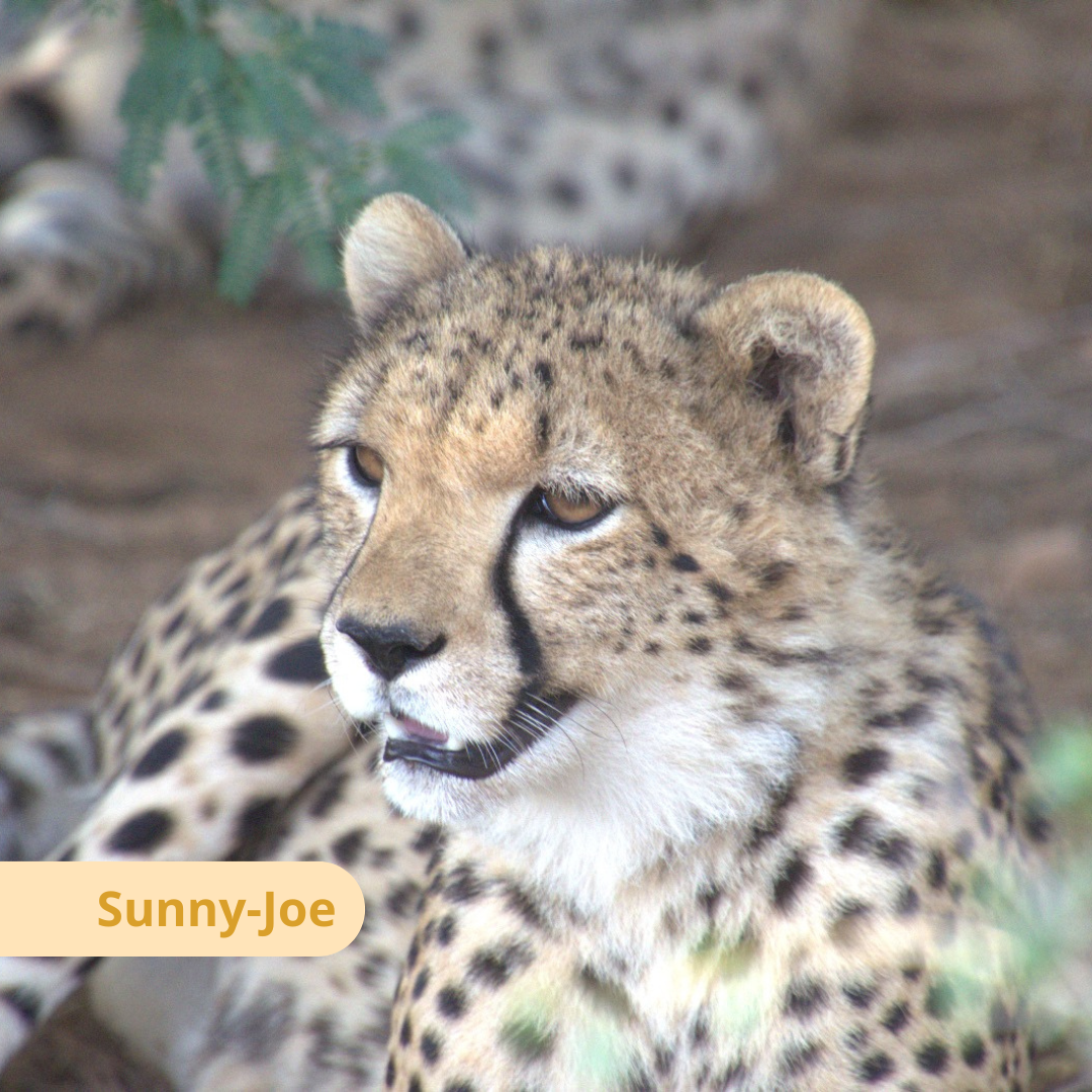 Young cheetah from the Bandit Group playing in a natural enclosure at the Cheetah Rescue and Conservation Centre