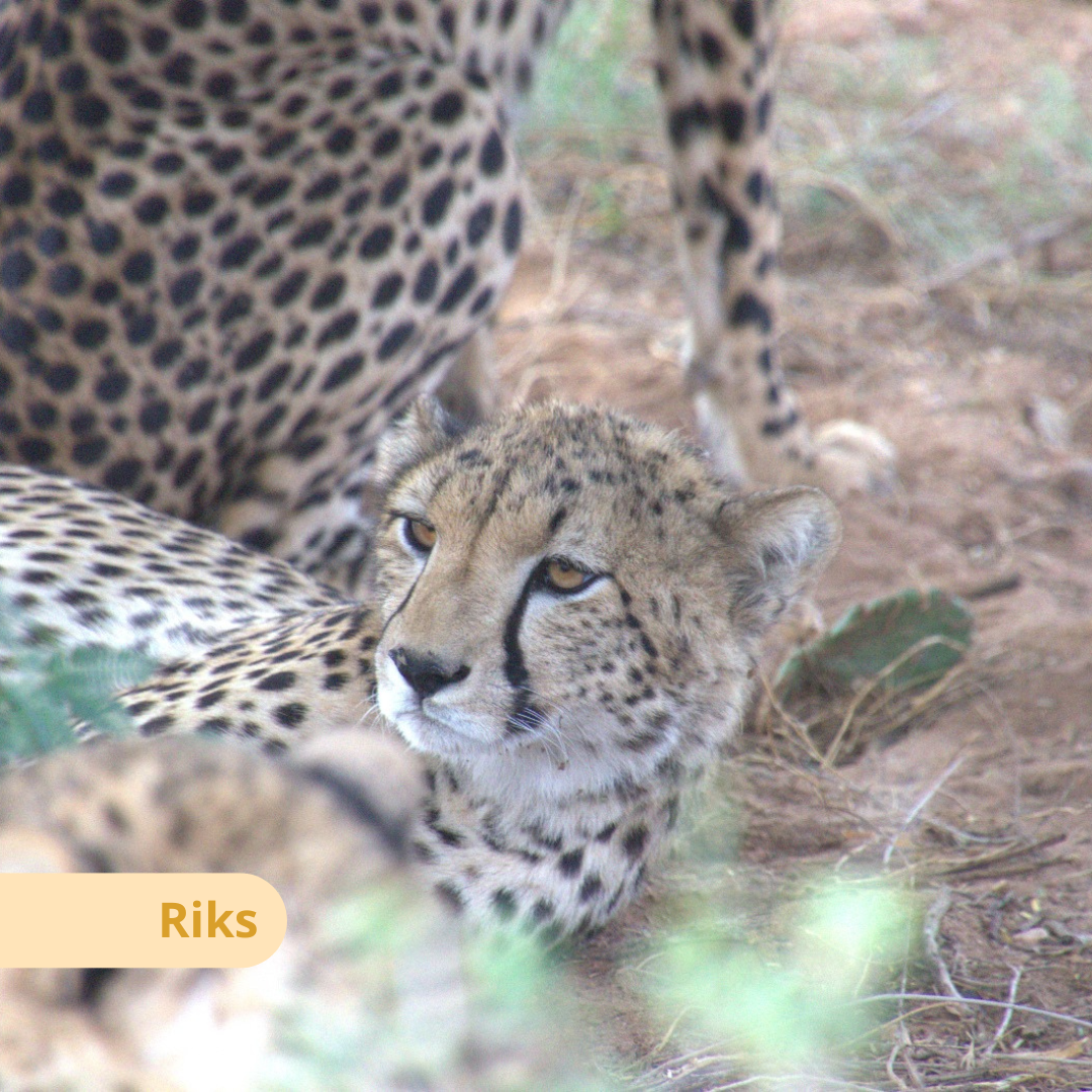 Young cheetah from the Bandit Group playing in a natural enclosure at the Cheetah Rescue and Conservation Centre