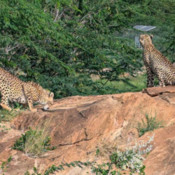 Young cheetahs in Somaliland