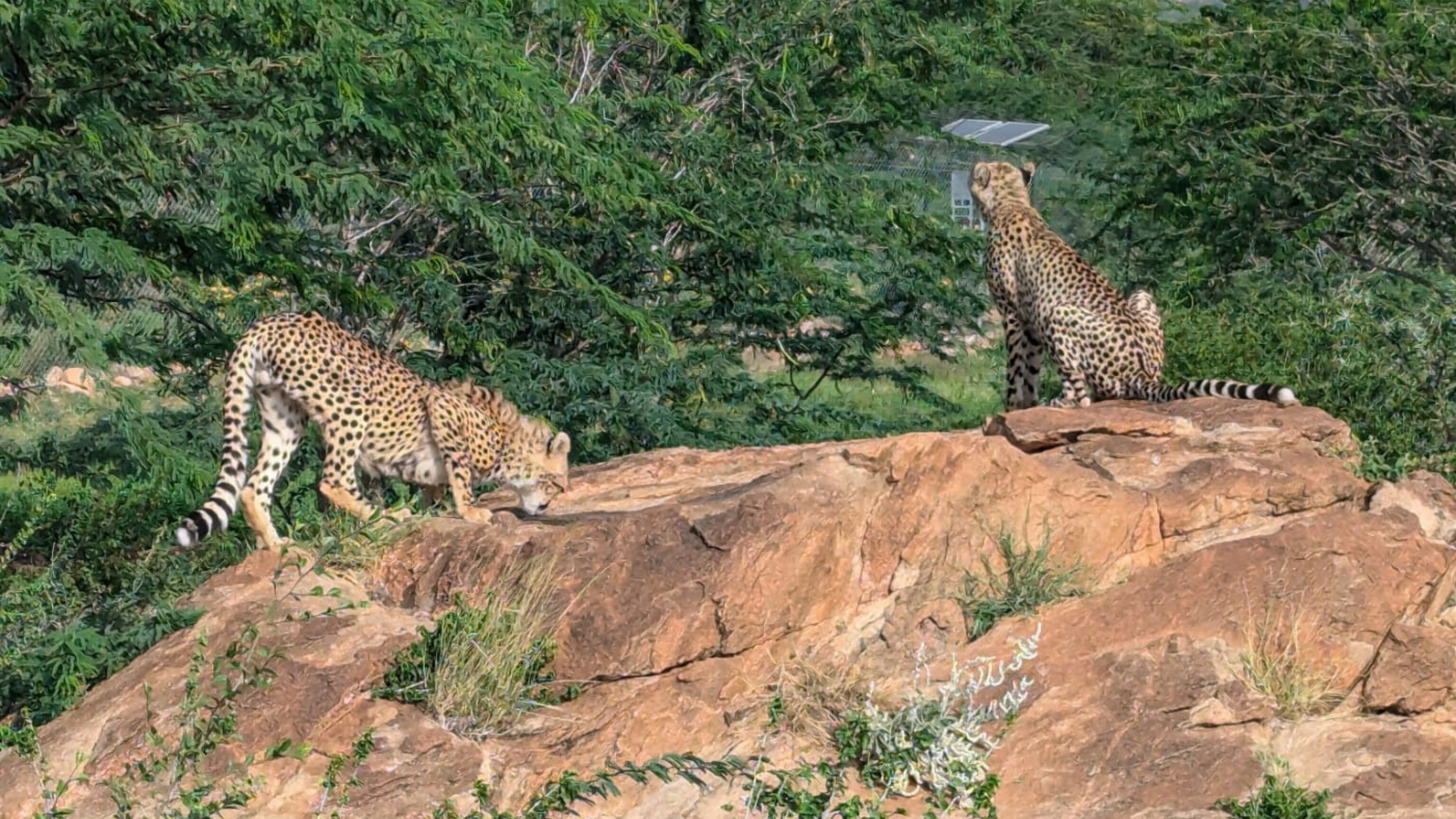 Meet the Bandit Group: a crew of  cheetahs aged 9 to 11 months