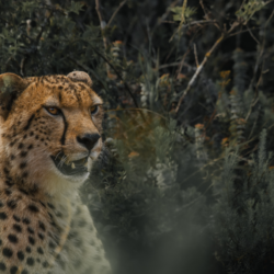 Image of a cheetah in the wild