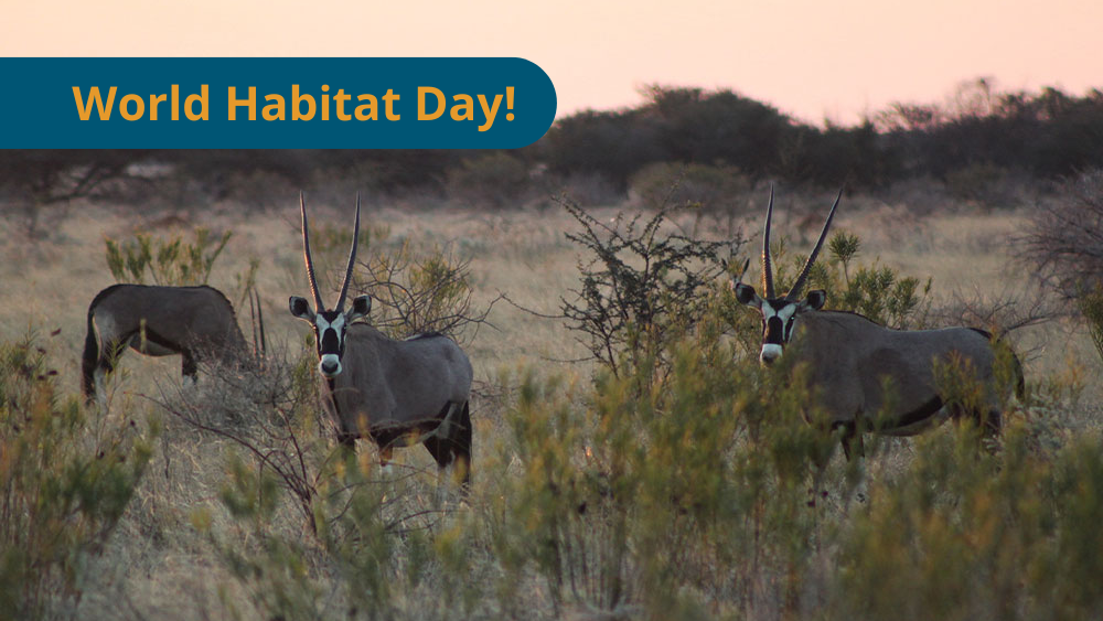 Celebrating World Habitat Day: Protecting Habitats to Save Wildlife