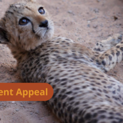 Cheetah cub laying down