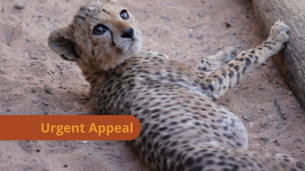 Emergency Appeal: Help CCF Save Cheetahs from Infectious Diseases