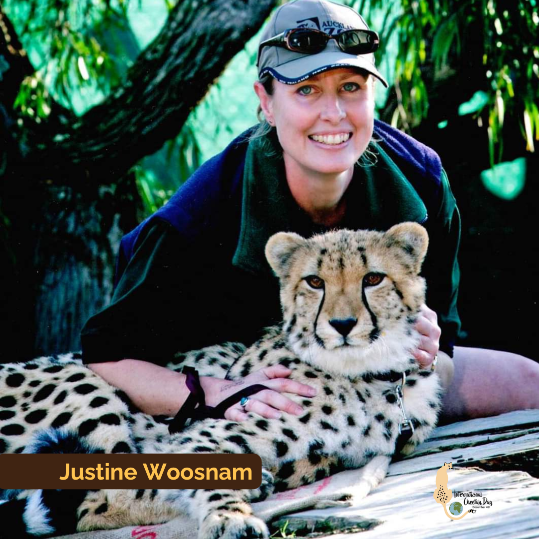 Zookeeper in New Zeland with a cheetah