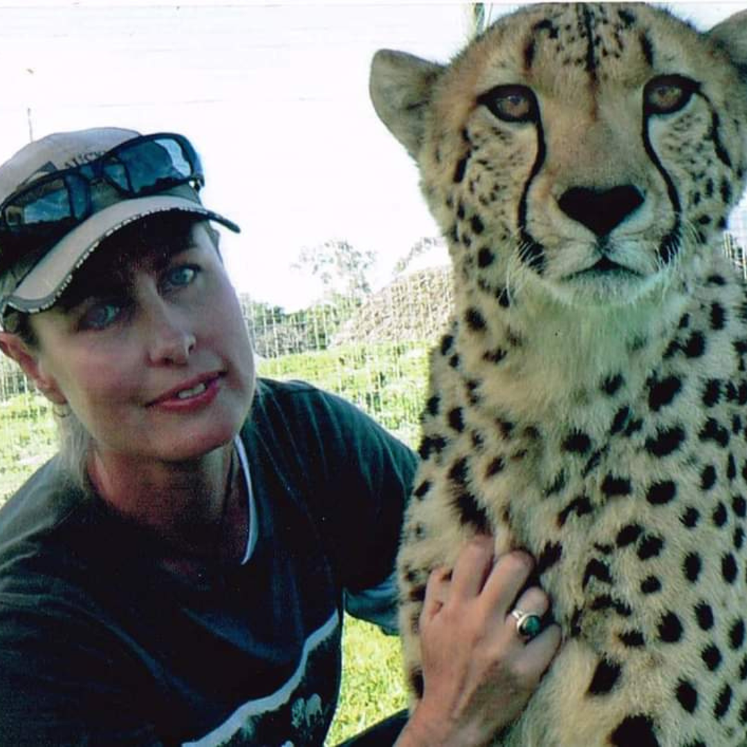 Zookeeper in New Zeland with a cheetah