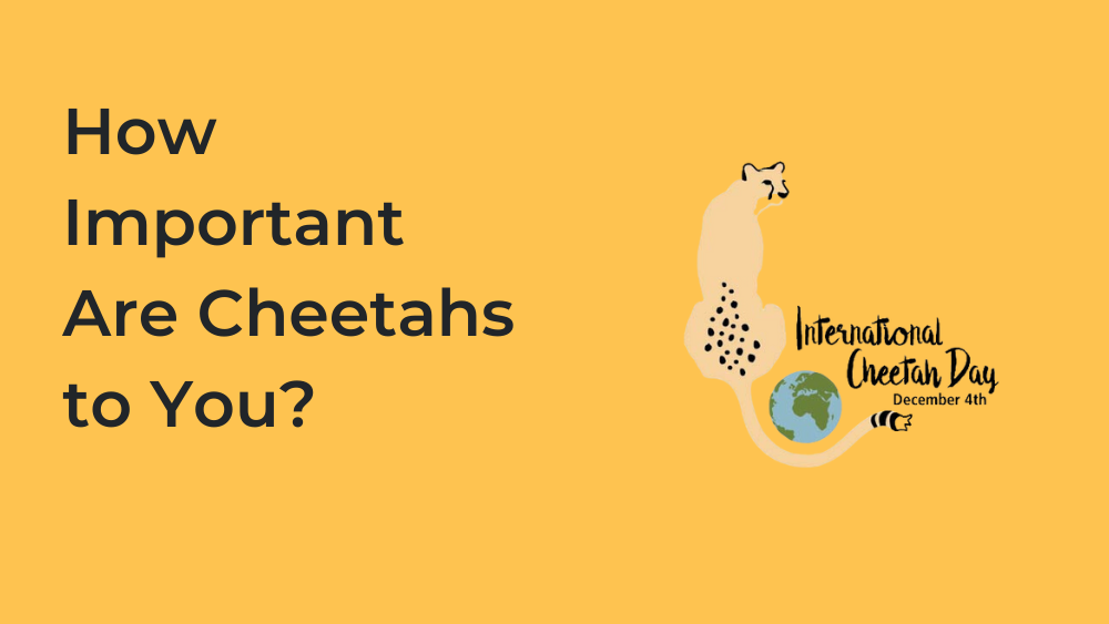 How Important Are Cheetahs to You? | Celebrating International Cheetah Day