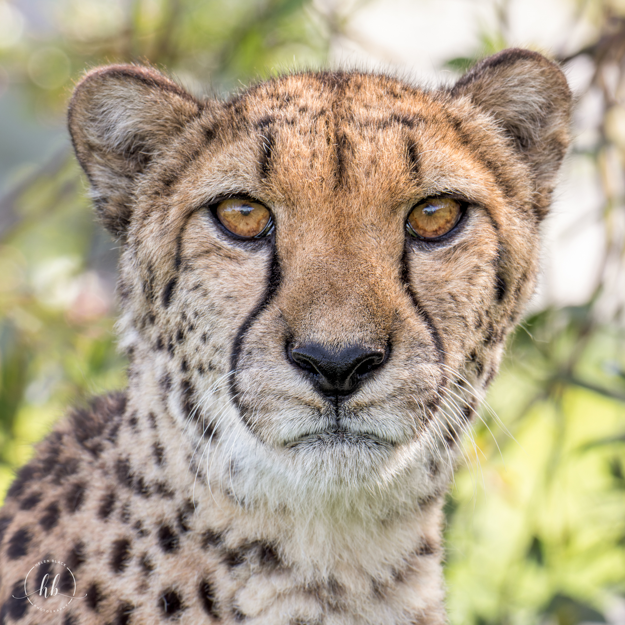 cheetah facing the camera