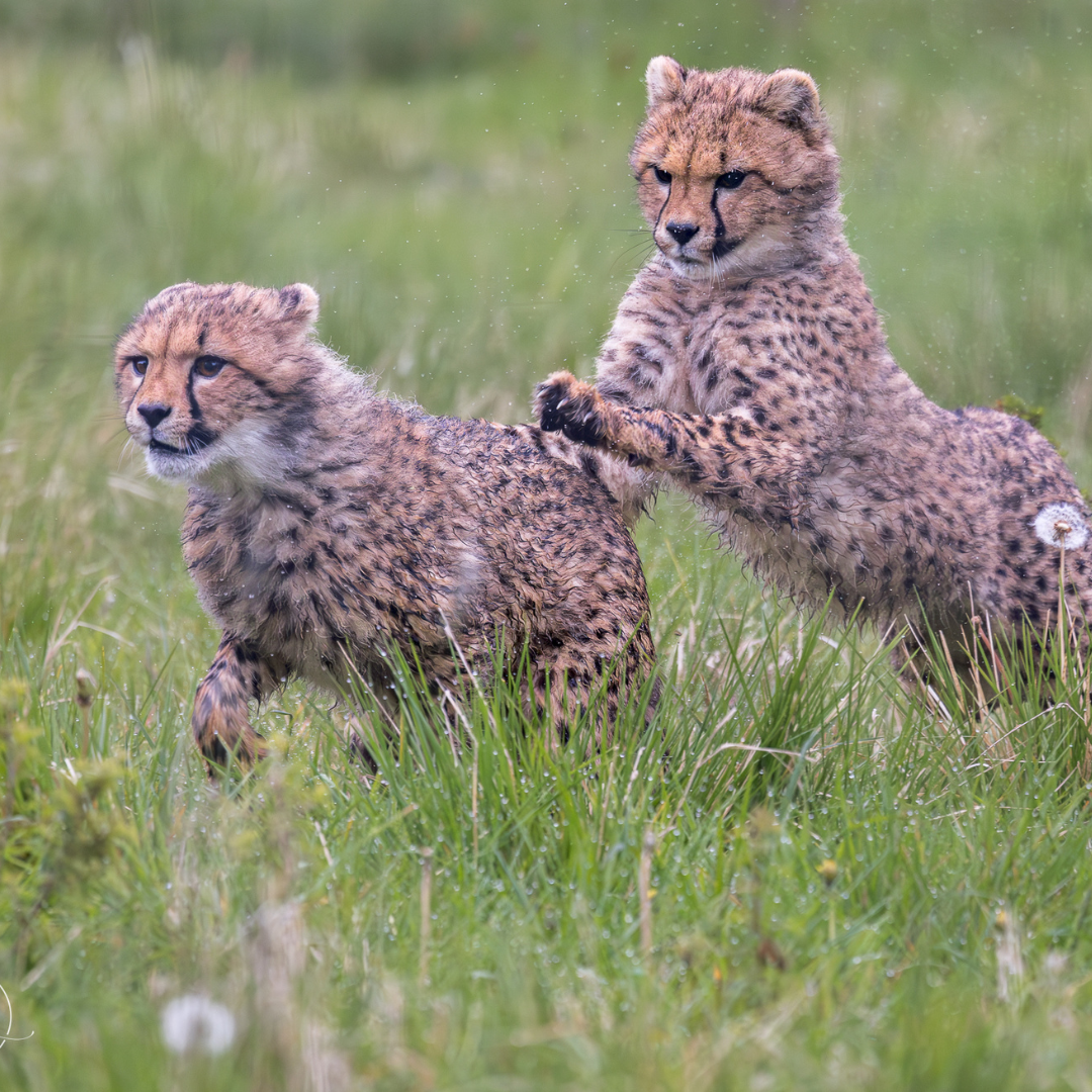 two cheetah cubs playing