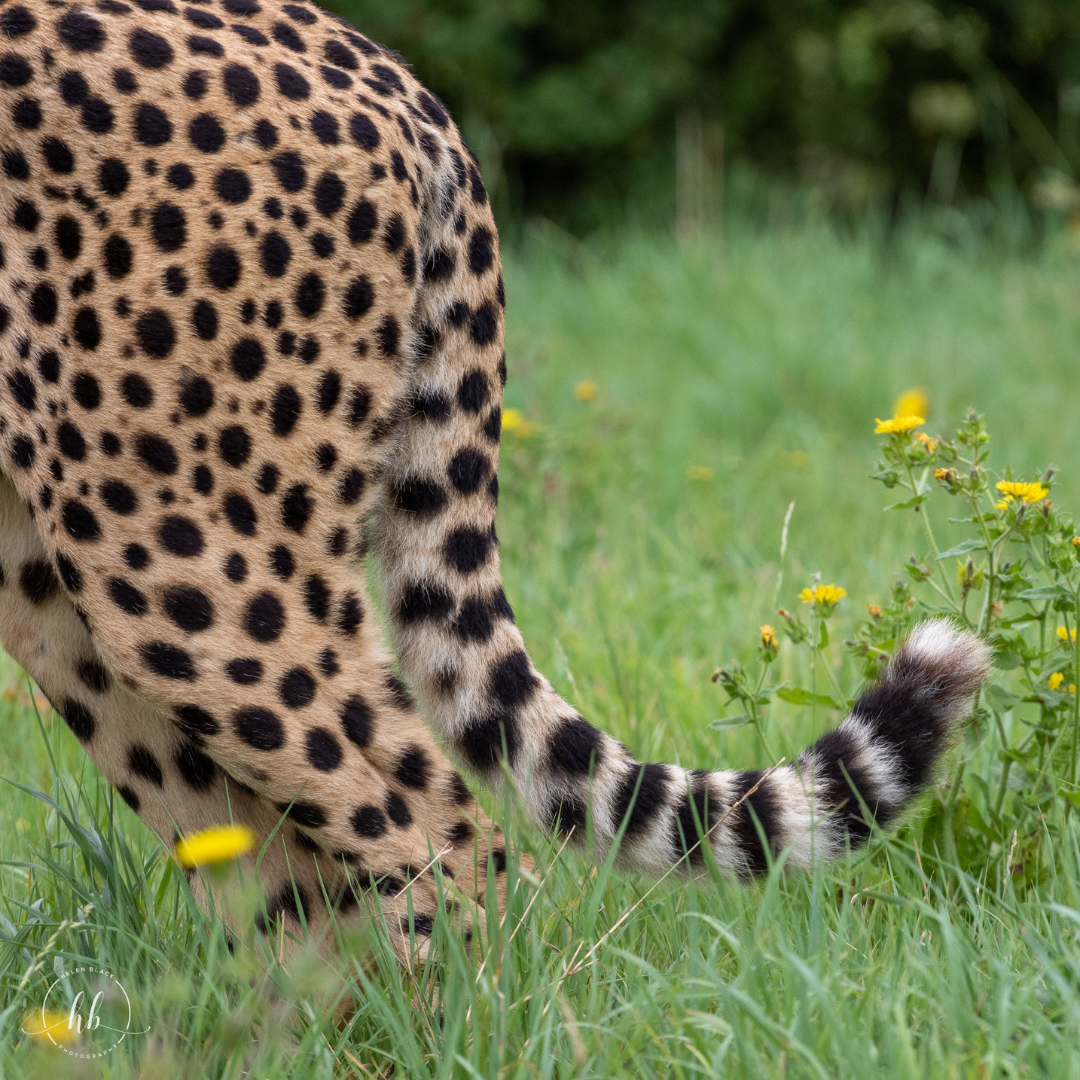 cheetah tail