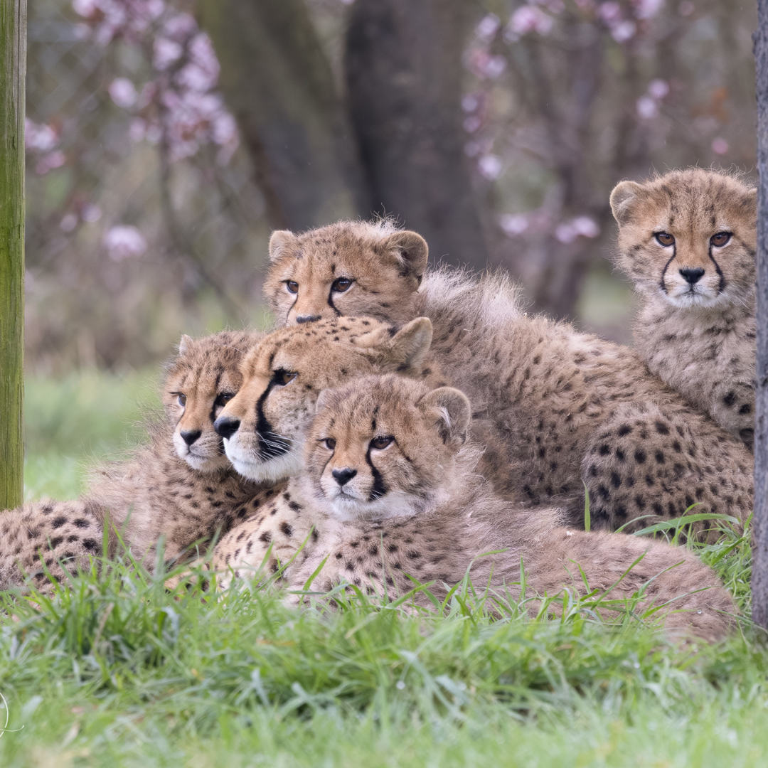 cheetah mom and its cubs in the wild