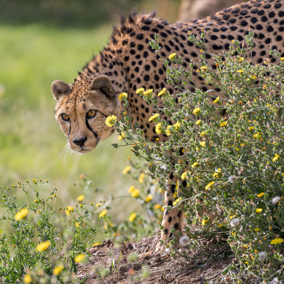 cheetah close to flowers