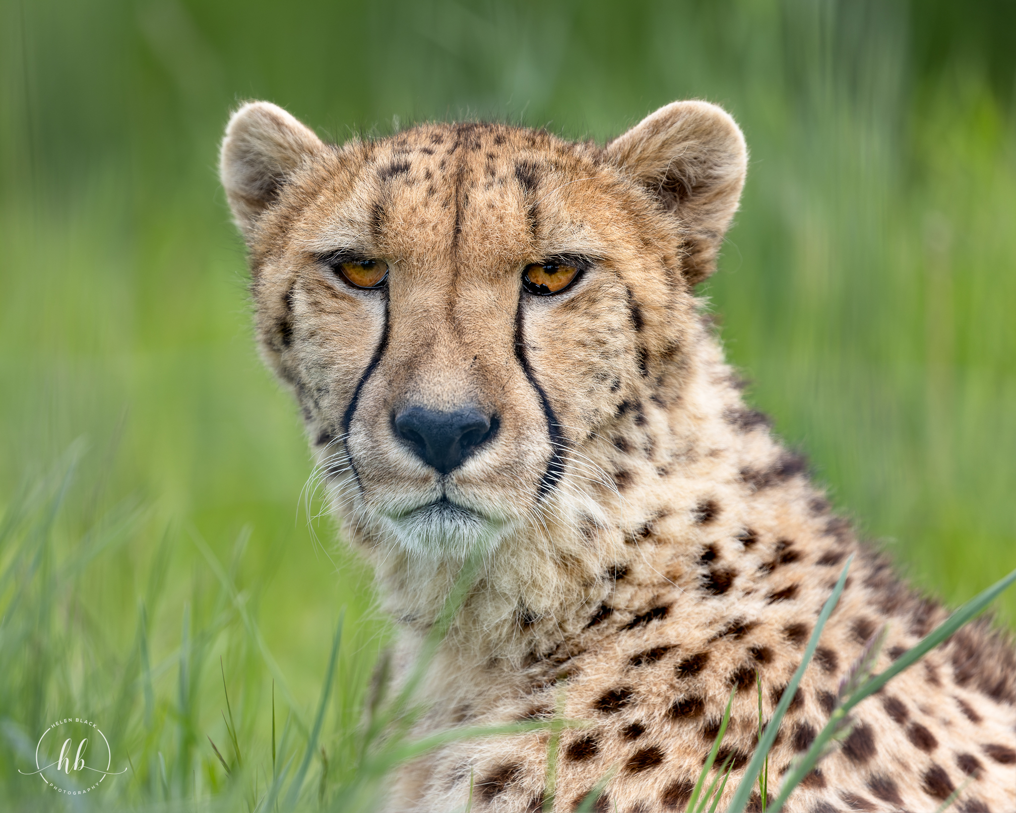 cheetah in the wild facing a photographer