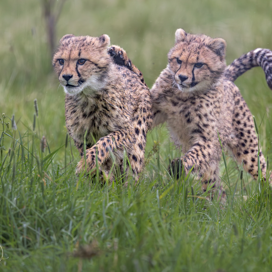 two cheetah cubs playing