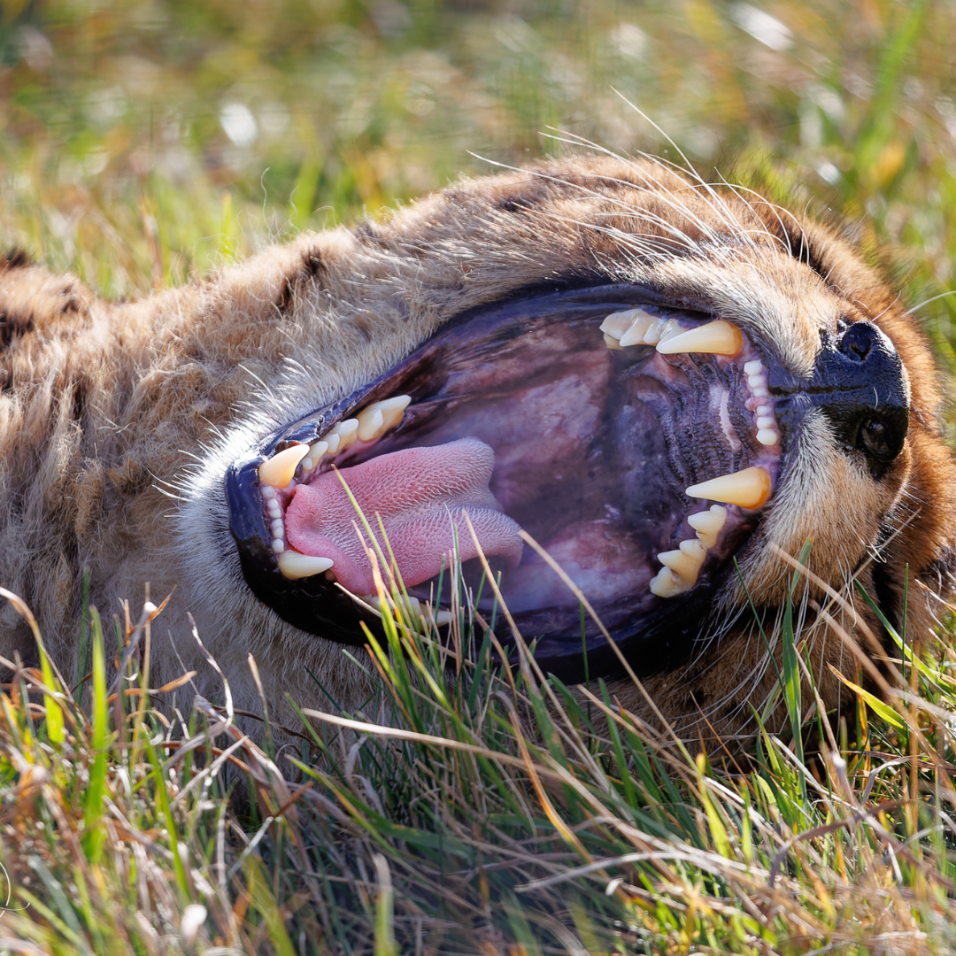 a cheetah open its mouth