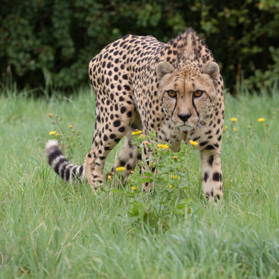 cheetah in the wild