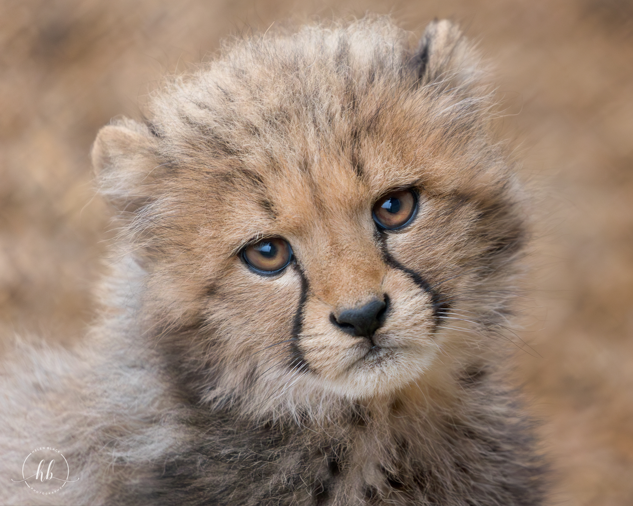 cheetah cub