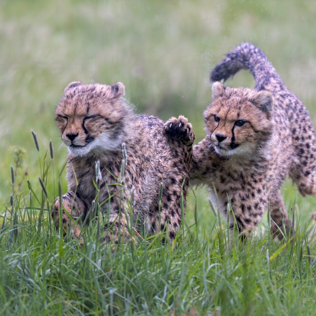 two cheetah cubs playing