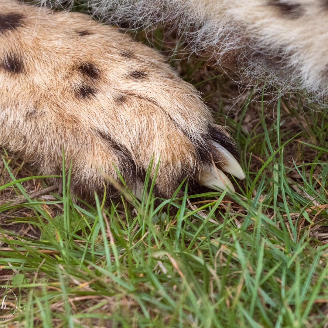 cheetah paw