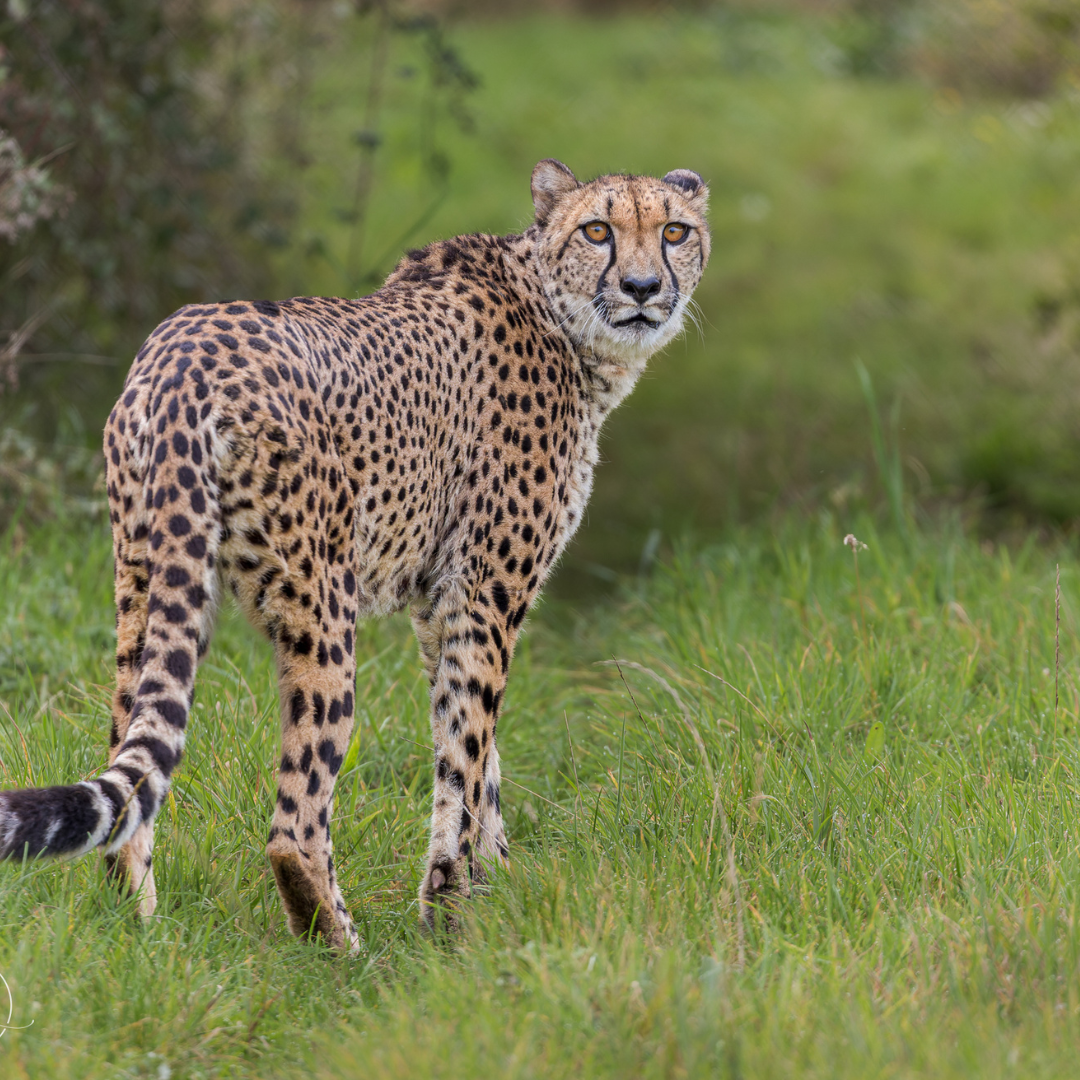 cheetah in the wild