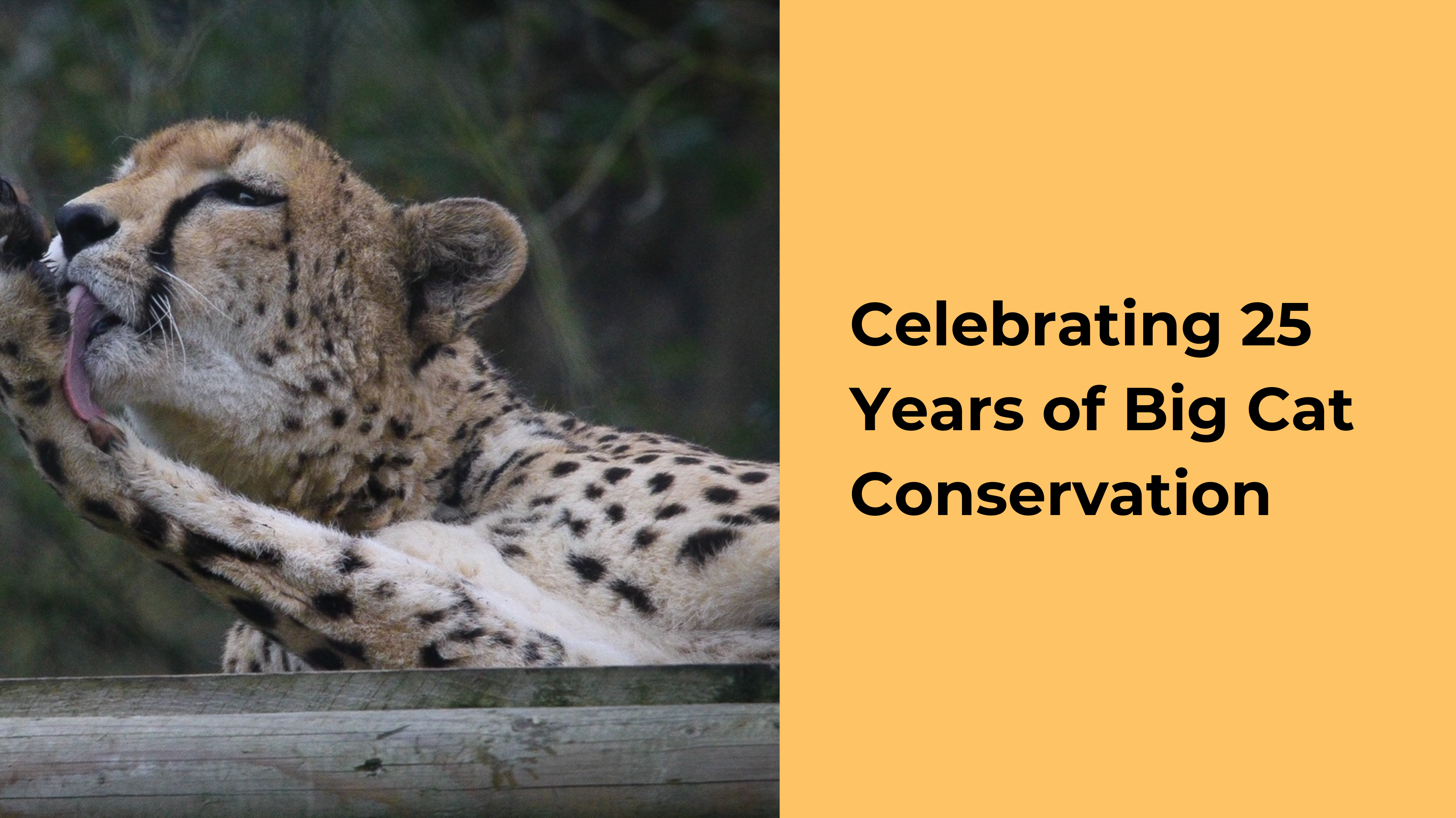 Conservation Conversation Event: Celebrating 25 Years of Big Cat Conservation