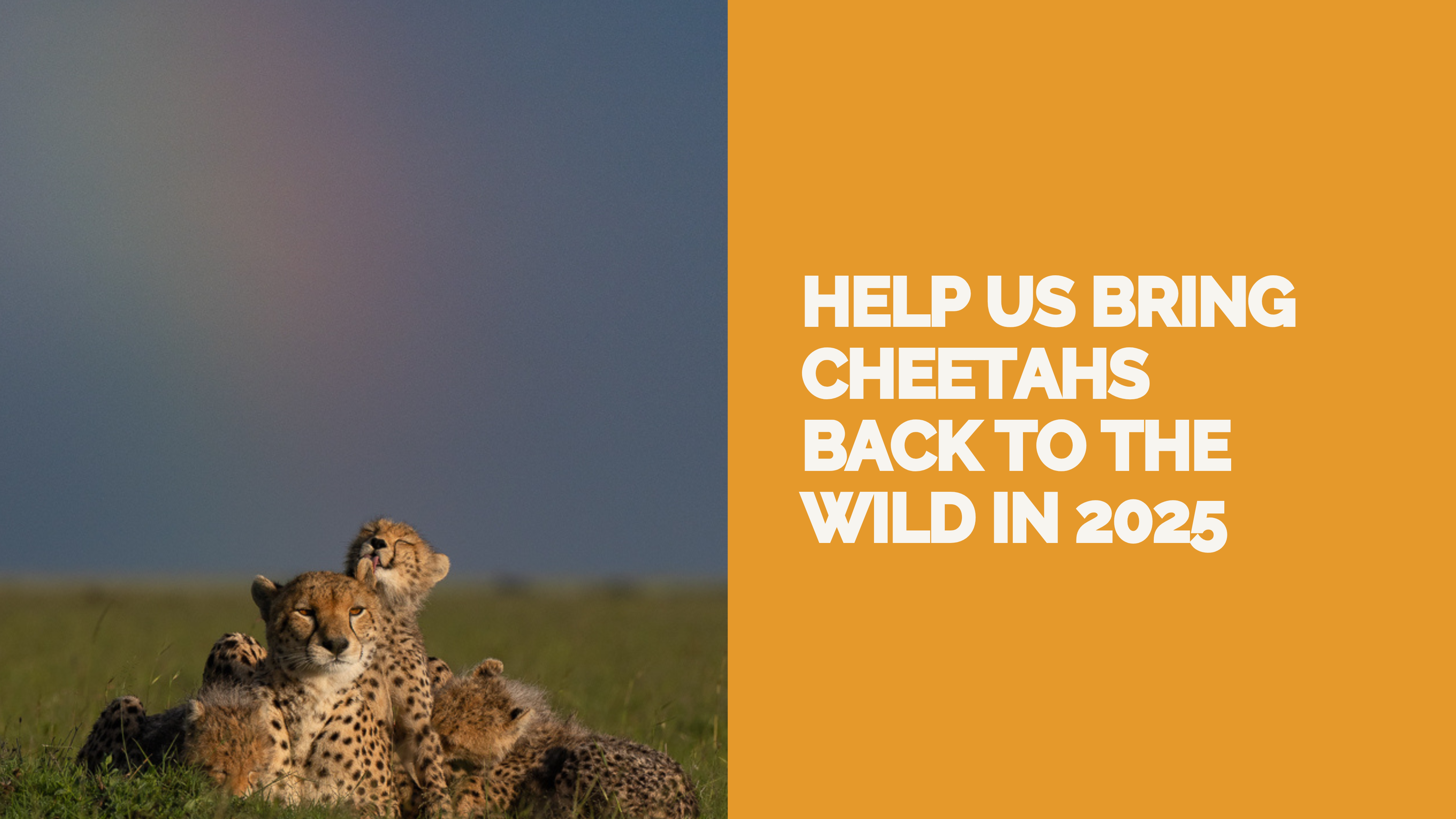 2025 Rewilding Campaign: Bringing Cheetahs Back to the Wild