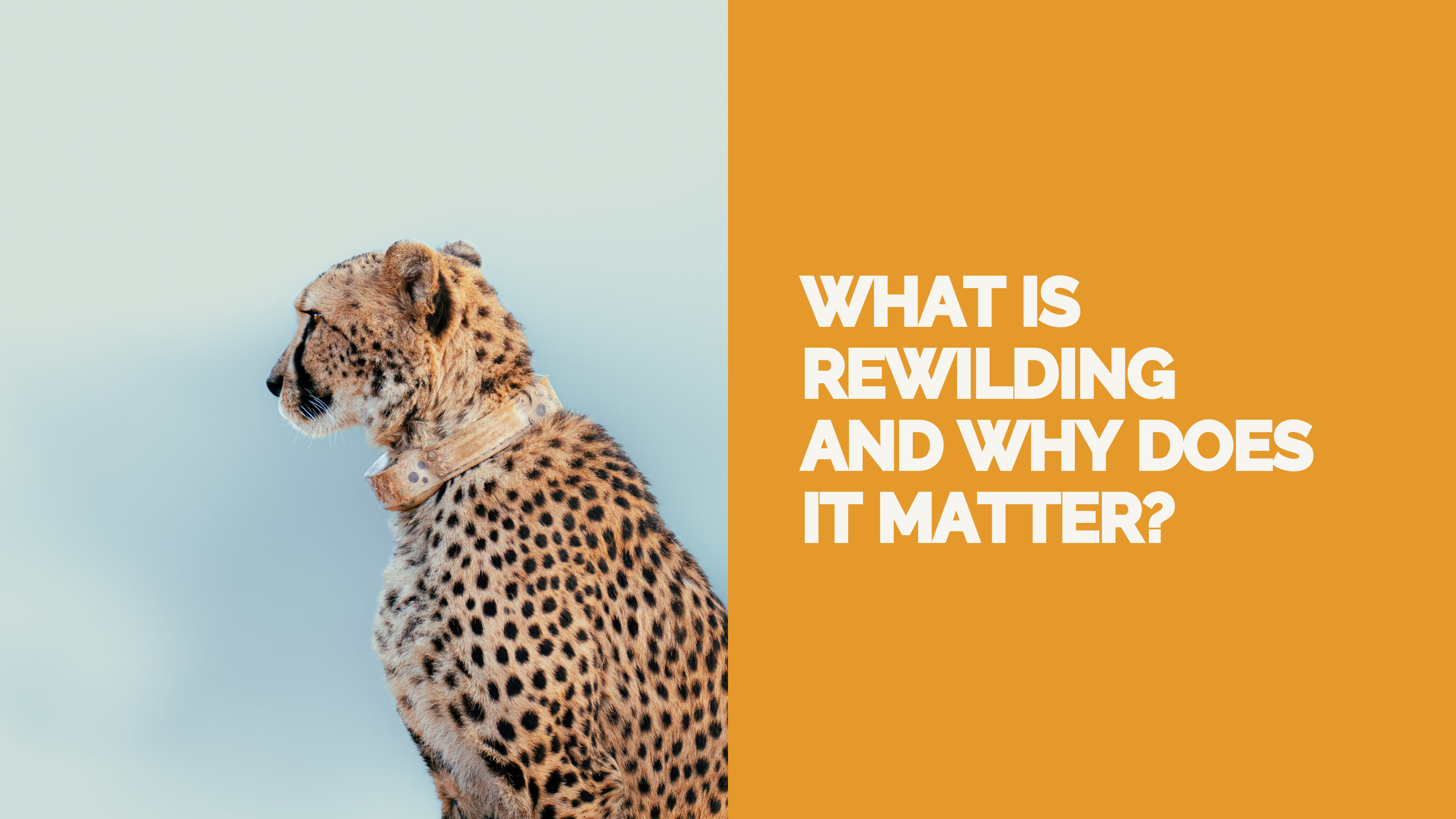 What Is Rewilding And Why Does It Matter?