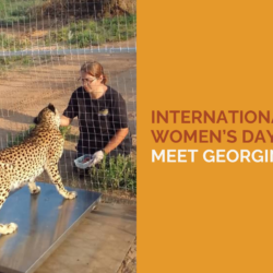 Women feeding a cheetah