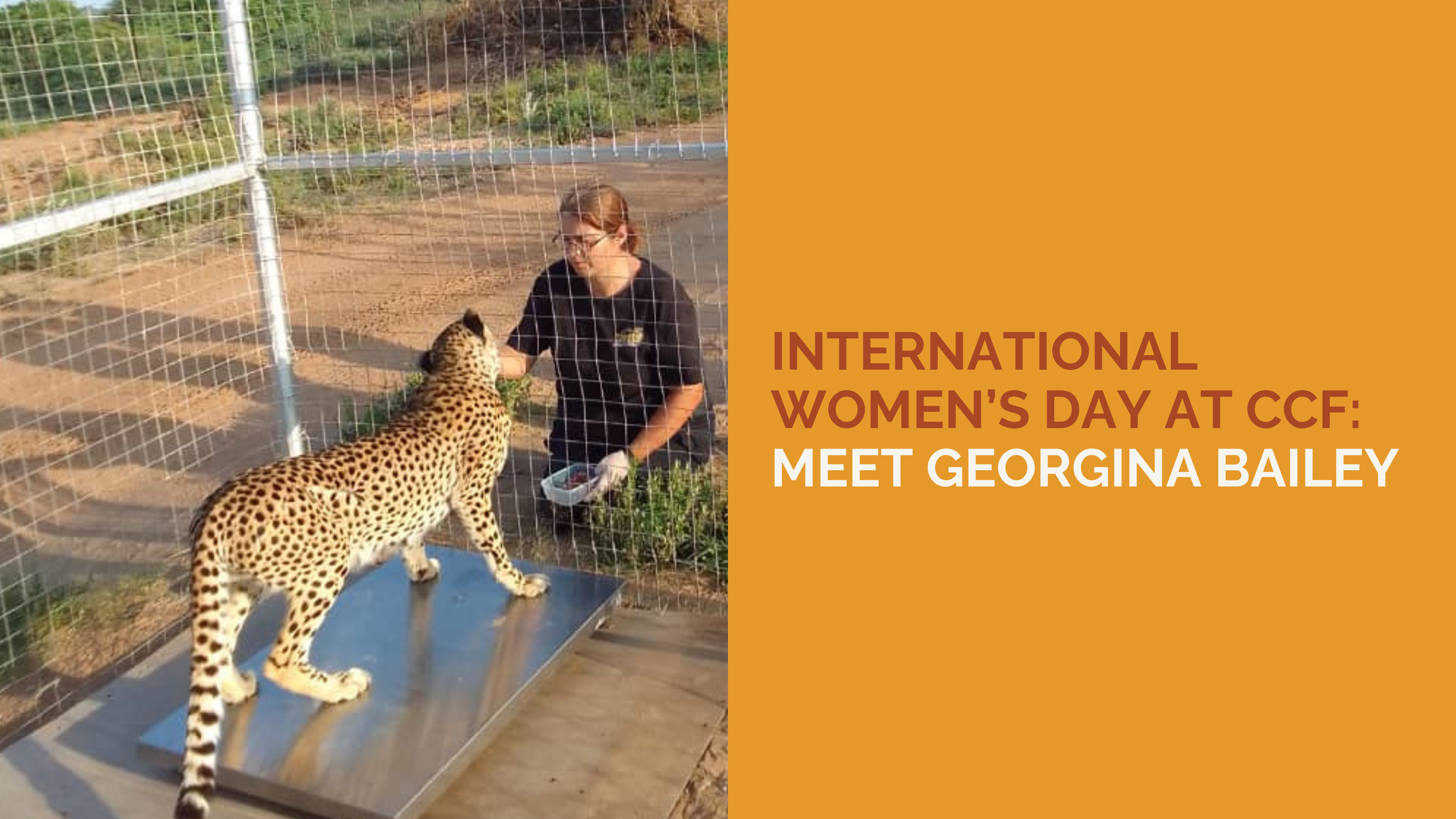 Celebrating International Women’s Day at CCF: Meet Georgina Bailey, Head Keeper in Somaliland